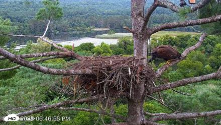 VINS Bald Eagles Nest Live Cams - Aug 10, 2026, 6:47pm EDT