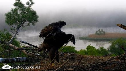 VINS Bald Eagles Nest Live Cams - Jun 8, 2026, 6:23am EDT