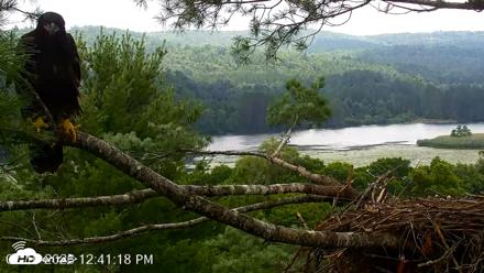 VINS Bald Eagles Nest Live Cams - Jul 16, 2026, 12:42pm EDT