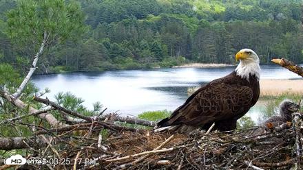 VINS Bald Eagles Nest Live Cams - May 19, 2026, 3:26pm EDT