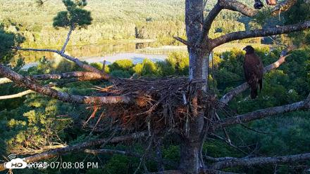 VINS Bald Eagles Nest Live Cams - Aug 21, 2026, 7:08pm EDT