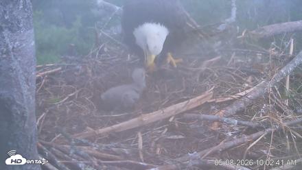 VINS Bald Eagles Nest Live Cams - May 8, 2026, 10:04am EDT