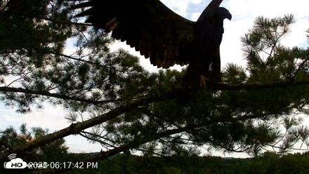 VINS Bald Eagles Nest Live Cams - Jul 27, 2026, 6:18pm EDT