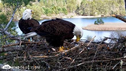 VINS Bald Eagles Nest Live Cams - May 1, 2026, 4:07pm EDT
