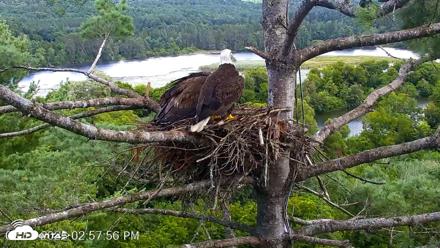 VINS Bald Eagles Nest Live Cams - Aug 15, 2026, 2:58pm EDT