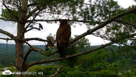 VINS Bald Eagles Nest Live Cams - Jul 29, 2026, 9:57am EDT