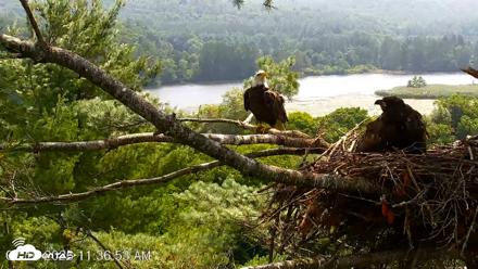 VINS Bald Eagles Nest Live Cams - Jul 16, 2026, 11:37am EDT