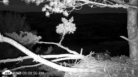 VINS Bald Eagles Nest Live Cams - Jul 17, 2026, 9:09pm EDT