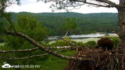 VINS Bald Eagles Nest Live Cams - Jul 10, 2026, 2:57pm EDT