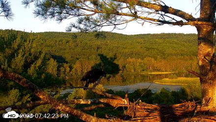 VINS Bald Eagles Nest Live Cams - Jul 20, 2026, 7:43pm EDT