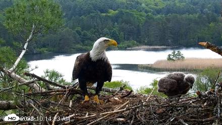 VINS Bald Eagles Nest Live Cams - May 20, 2026, 10:15am EDT