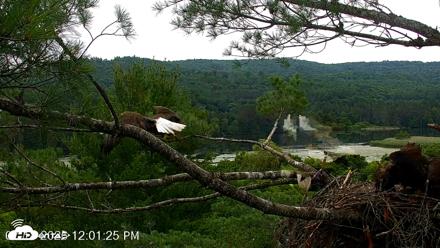 VINS Bald Eagles Nest Live Cams - Jul 18, 2026, 12:02pm EDT