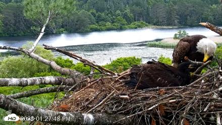 VINS Bald Eagles Nest Live Cams - Jun 19, 2026, 1:28pm EDT