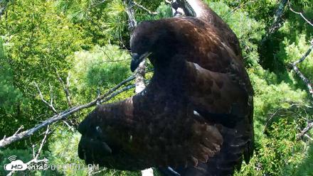 VINS Bald Eagles Nest Live Cams - Jul 27, 2026, 1:01pm EDT