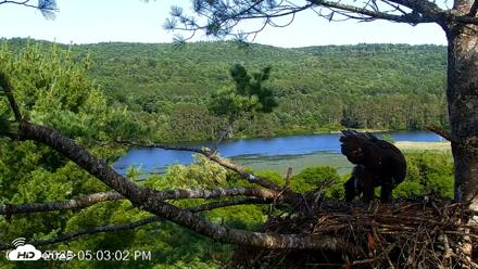 VINS Bald Eagles Nest Live Cams - Jul 17, 2026, 5:04pm EDT