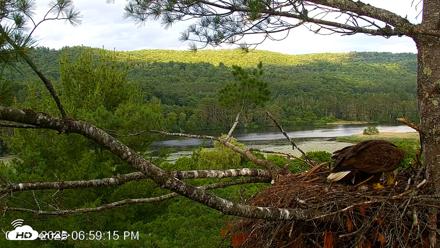 VINS Bald Eagles Nest Live Cams - Jul 3, 2026, 7:00pm EDT