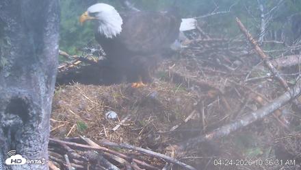 VINS Bald Eagles Nest Live Cams - Apr 24, 2026, 10:37am EDT