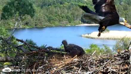 VINS Bald Eagles Nest Live Cams - May 19, 2026, 5:27pm EDT