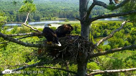 VINS Bald Eagles Nest Live Cams - Jul 27, 2026, 1:04pm EDT