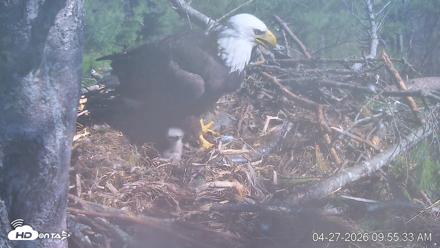 VINS Bald Eagles Nest Live Cams - Apr 27, 2026, 9:56am EDT