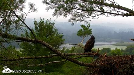 VINS Bald Eagles Nest Live Cams - Jul 18, 2026, 5:27pm EDT