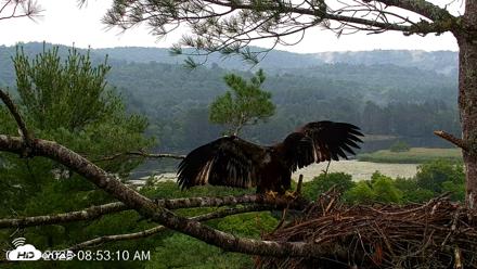 VINS Bald Eagles Nest Live Cams - Jul 15, 2026, 8:54am EDT