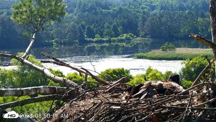 VINS Bald Eagles Nest Live Cams - Jun 25, 2026, 8:51am EDT
