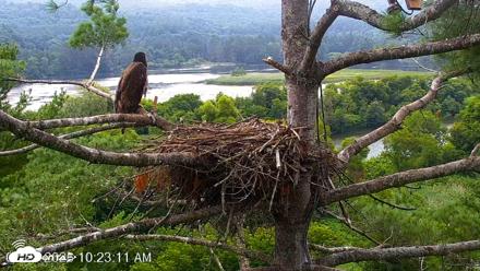 VINS Bald Eagles Nest Live Cams - Jul 28, 2026, 10:24am EDT