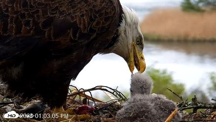 VINS Bald Eagles Nest Live Cams - May 13, 2026, 1:03pm EDT