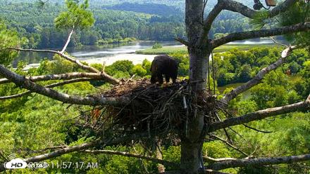 VINS Bald Eagles Nest Live Cams - Aug 7, 2026, 11:58am EDT