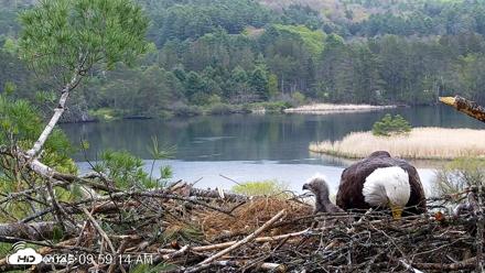 VINS Bald Eagles Nest Live Cams - May 13, 2026, 9:59am EDT