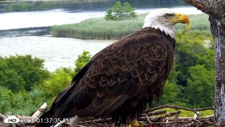 VINS Bald Eagles Nest Live Cams - Aug 22, 2026, 1:38pm EDT