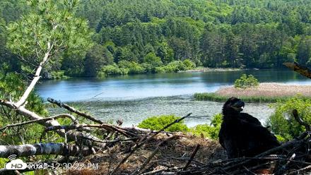 VINS Bald Eagles Nest Live Cams - Jun 8, 2026, 12:31pm EDT
