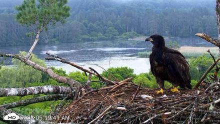 VINS Bald Eagles Nest Live Cams - Jun 28, 2026, 5:20am EDT