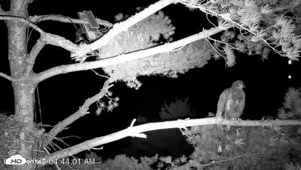 VINS Bald Eagles Nest Live Cams - Aug 7, 2026, 4:45am EDT