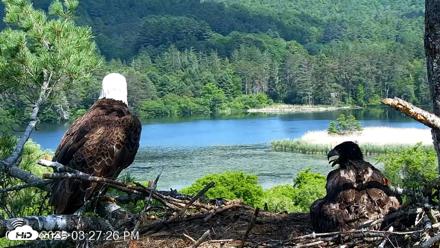 VINS Bald Eagles Nest Live Cams - Jun 12, 2026, 3:28pm EDT