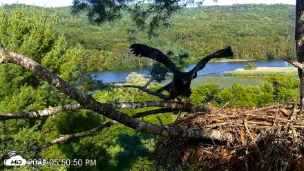 VINS Bald Eagles Nest Live Cams - Jul 15, 2026, 5:51pm EDT