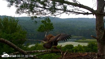 VINS Bald Eagles Nest Live Cams - Jul 21, 2026, 6:31pm EDT