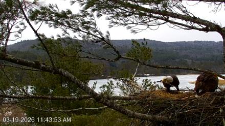 VINS Bald Eagles Nest Live Cams - Mar 19, 2026, 11:44am EDT