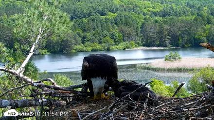 VINS Bald Eagles Nest Live Cams - Jun 1, 2026, 1:32pm EDT