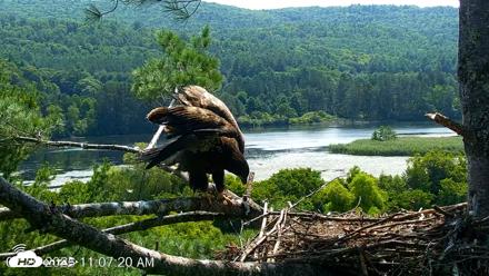 VINS Bald Eagles Nest Live Cams - Jul 20, 2026, 11:08am EDT