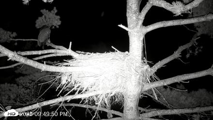 VINS Bald Eagles Nest Live Cams - Jul 27, 2026, 9:50pm EDT