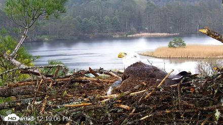VINS Bald Eagles Nest Live Cams - May 2, 2026, 12:19pm EDT