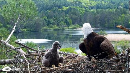 VINS Bald Eagles Nest Live Cams - May 23, 2026, 10:53am EDT