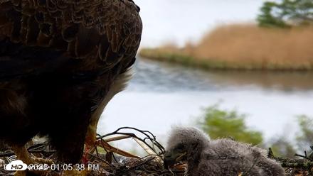 VINS Bald Eagles Nest Live Cams - May 13, 2026, 1:06pm EDT