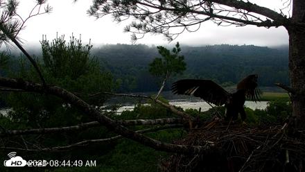 VINS Bald Eagles Nest Live Cams - Jul 8, 2026, 8:45am EDT
