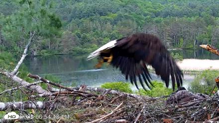VINS Bald Eagles Nest Live Cams - May 29, 2026, 6:55pm EDT