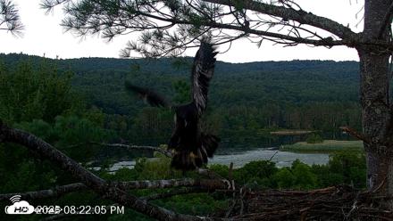 VINS Bald Eagles Nest Live Cams - Jul 20, 2026, 8:22pm EDT