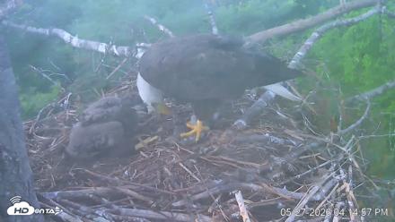 VINS Bald Eagles Nest Live Cams - May 27, 2026, 4:15pm EDT