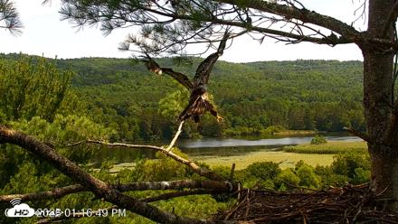 VINS Bald Eagles Nest Live Cams - Jul 20, 2026, 1:17pm EDT
